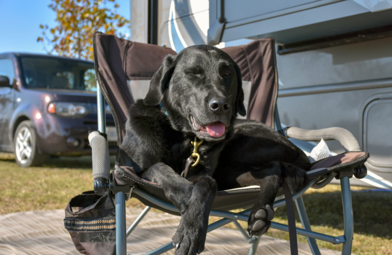 Dog walking field - Touring Caravan & Motorhome Site Near Carnforth, Lancashire