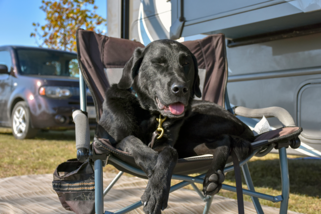 Dog walking field - Touring Caravan & Motorhome Site Near Carnforth, Lancashire